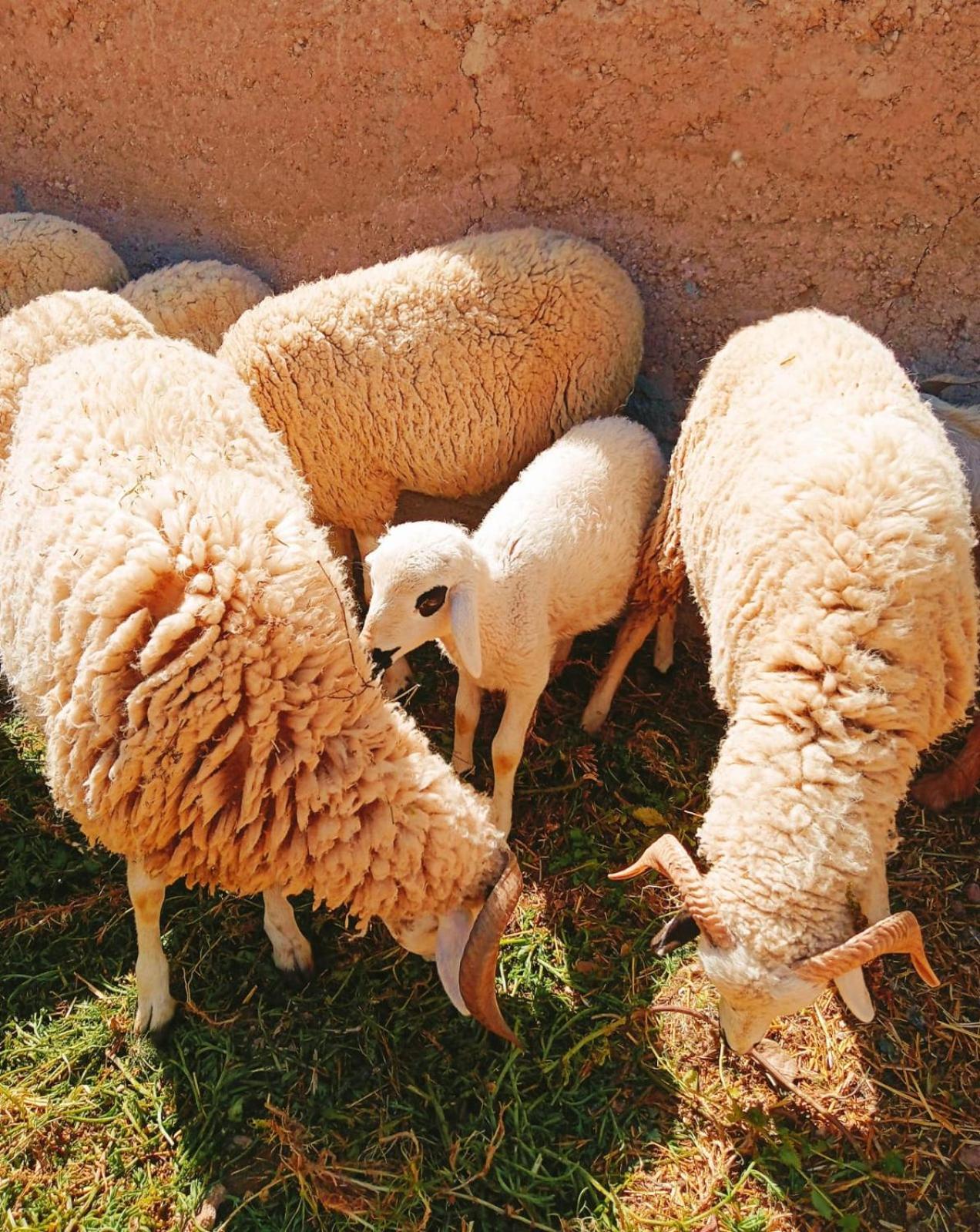 Family Village Marrakech Marakeş Dış mekan fotoğraf
